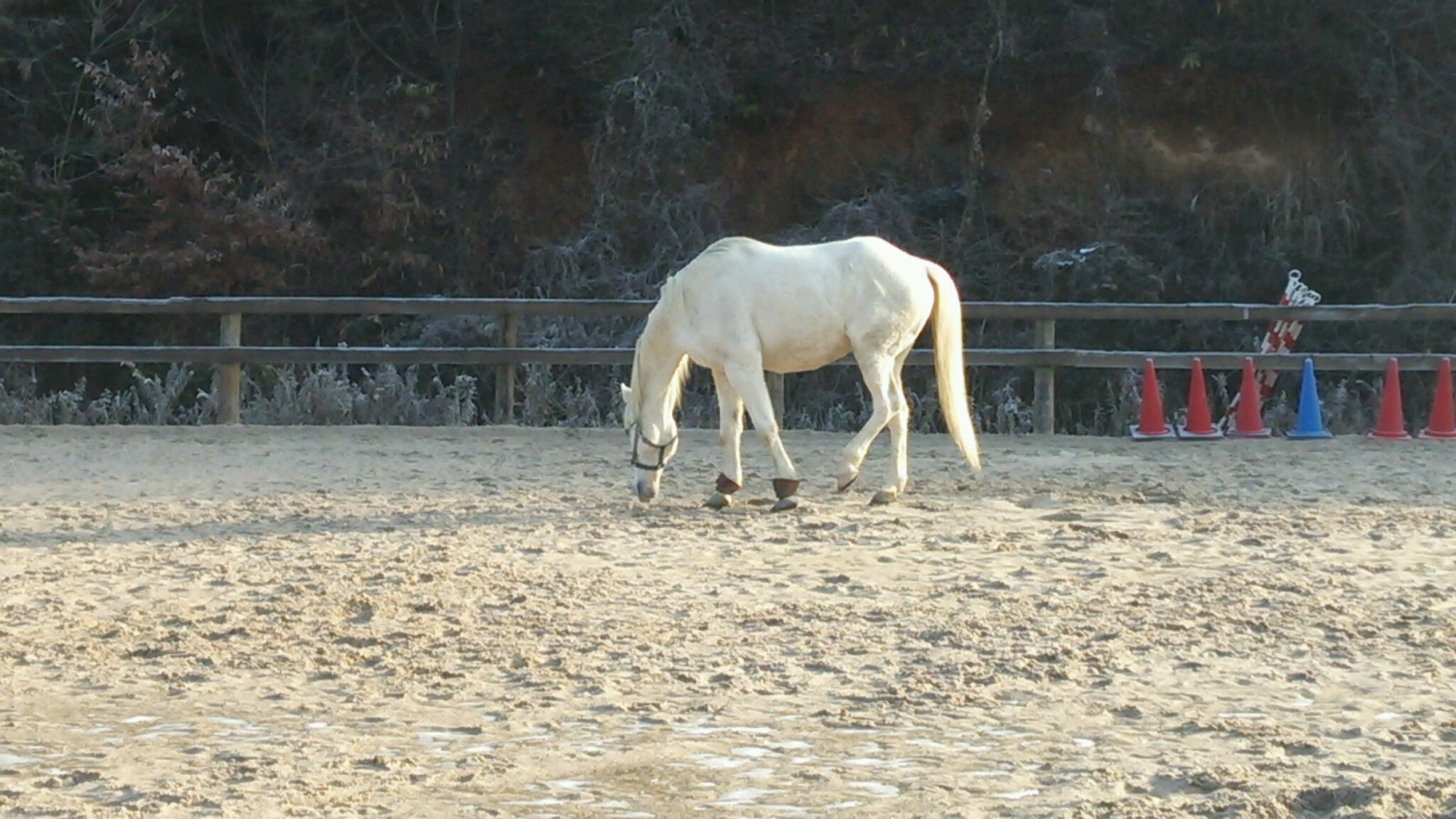 e0145441_6292590.jpg