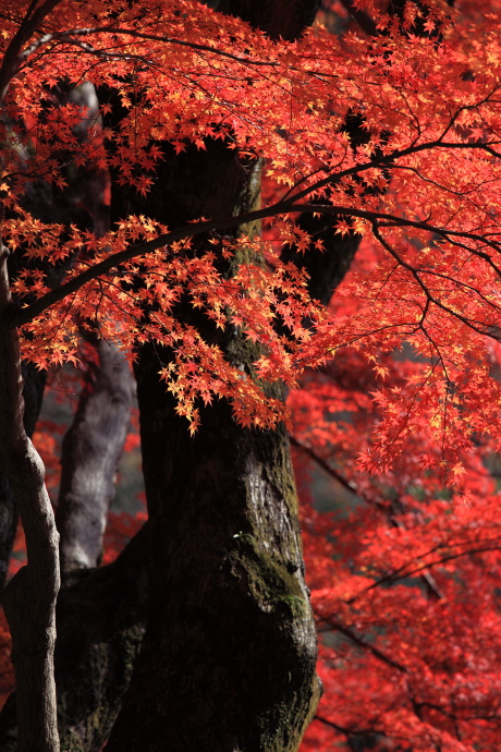 朝護孫子寺 紅葉 2013 その1_a0176855_340381.jpg