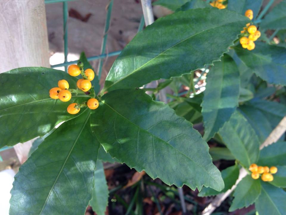 c0115560_1521615.jpg