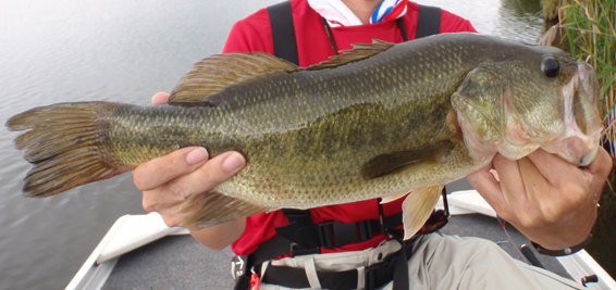 2013　Bass Fishing　CLIMAX_a0229462_1082161.jpg