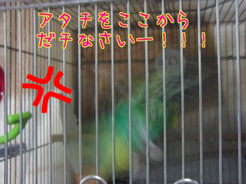 f0196665_1231394.png
