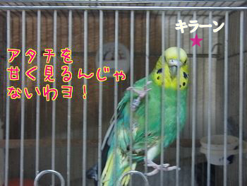 f0196665_124054.png