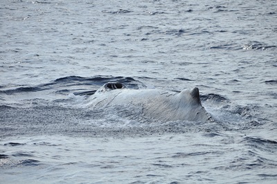 「出た~!今シーズン初ザトウクジラ!!」_b0033573_00060096.jpg