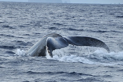 「出た~!今シーズン初ザトウクジラ!!」_b0033573_00063174.jpg