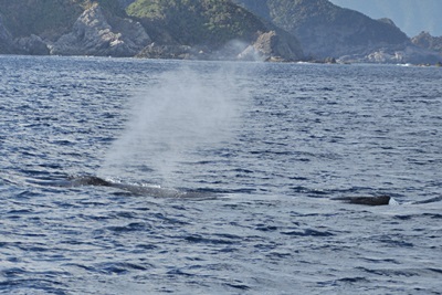 「出た~!今シーズン初ザトウクジラ!!」_b0033573_00065386.jpg