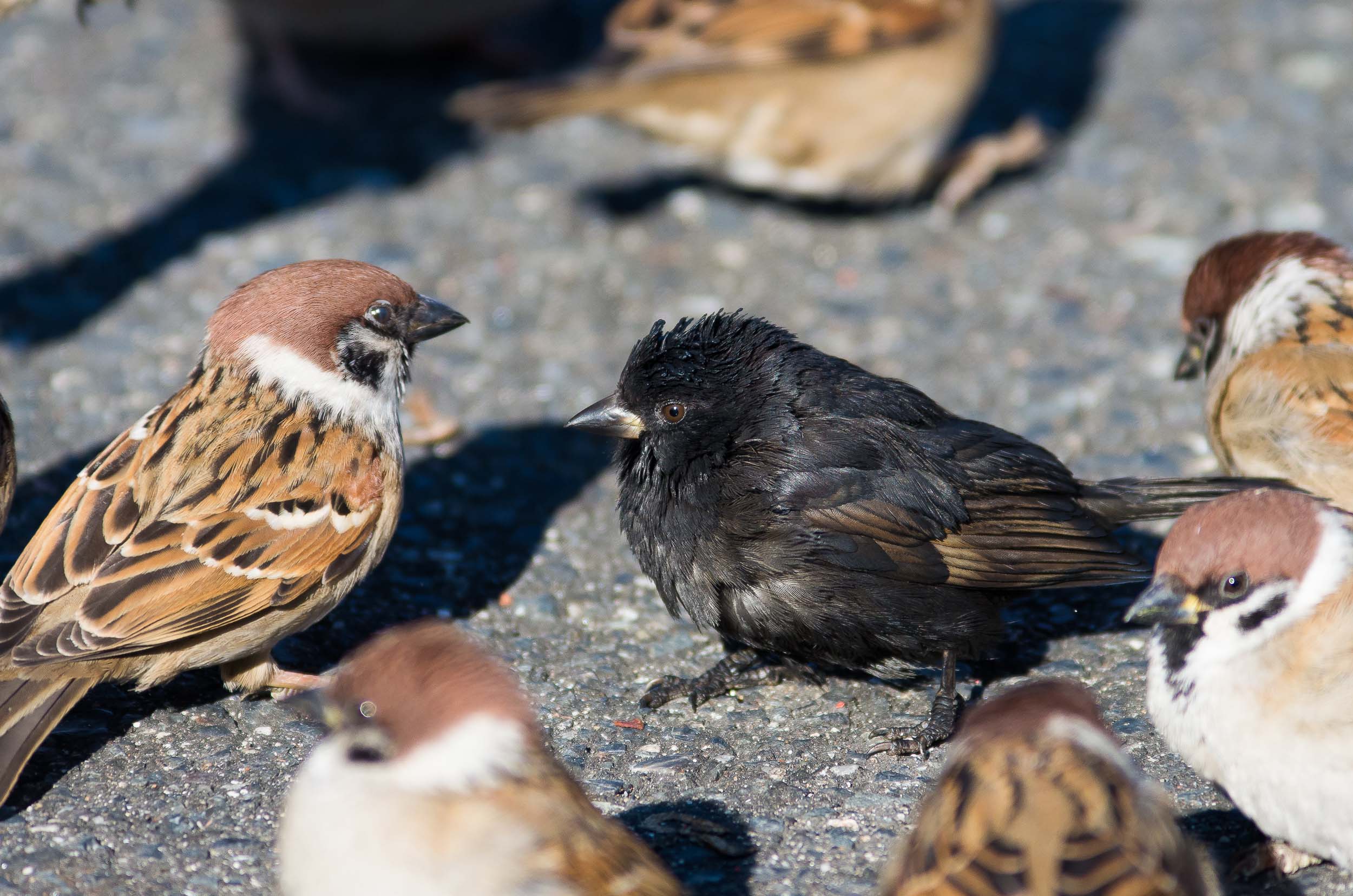今年の〆は黒執事ならぬ黒スズメです。 : マクロチックフォト