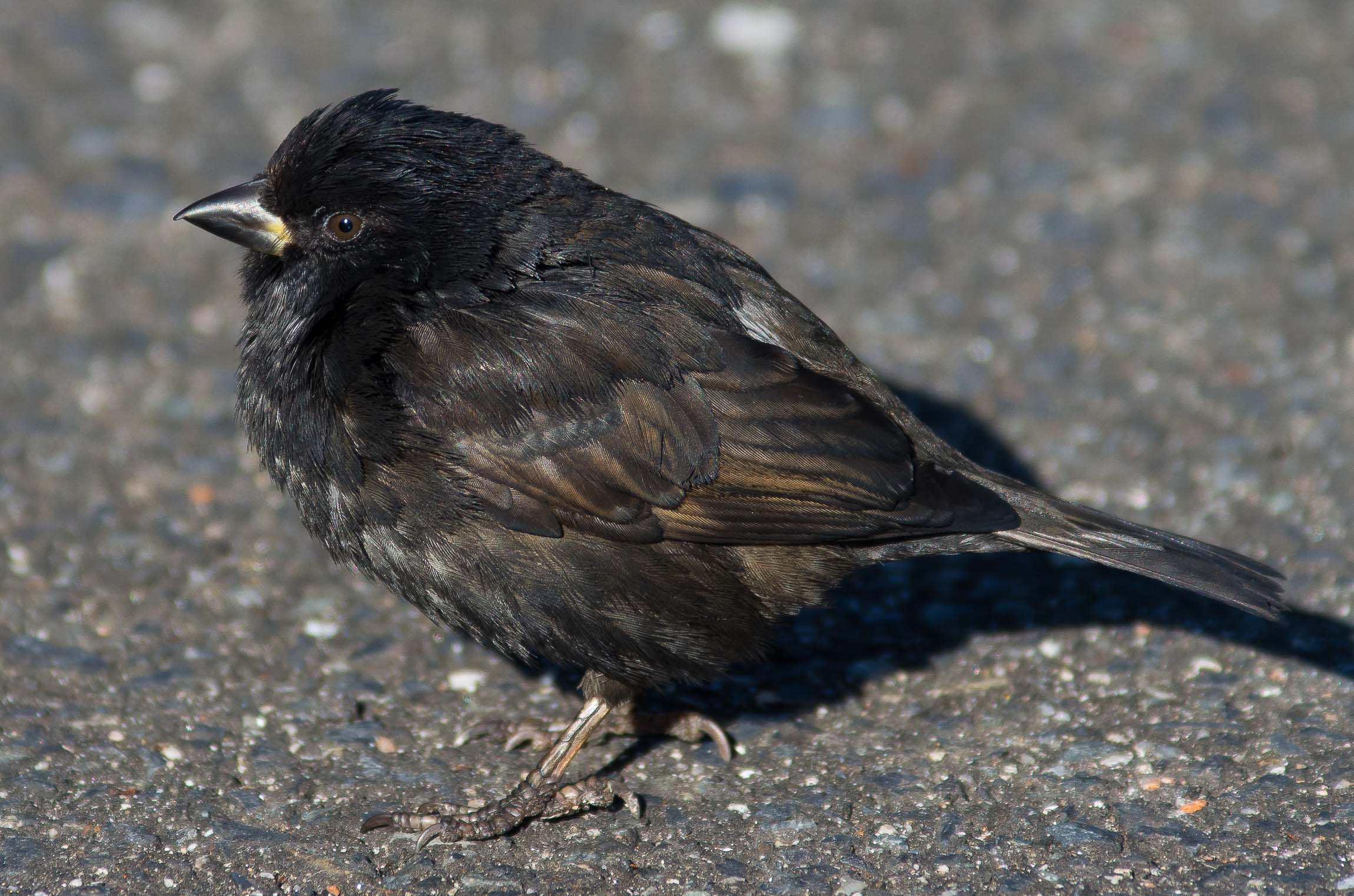 今年の〆は黒執事ならぬ黒スズメです。 : マクロチックフォト