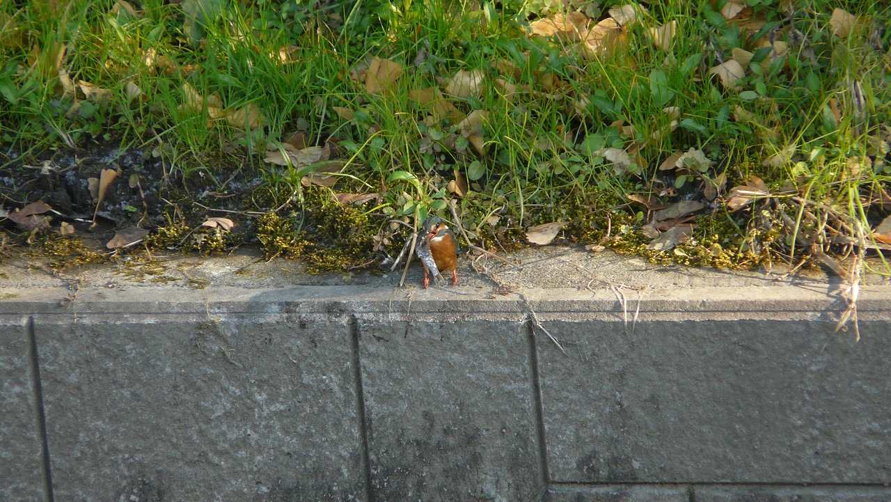 a0185081_15443150.jpg