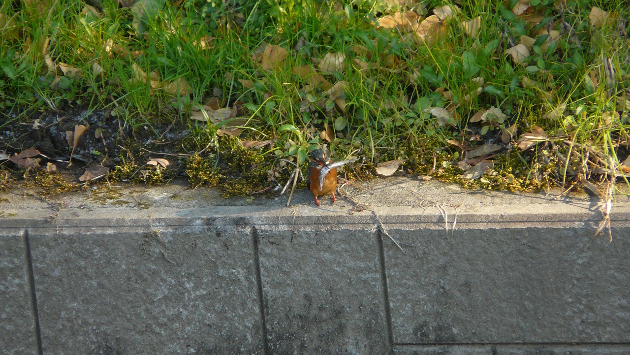 a0185081_1545082.jpg