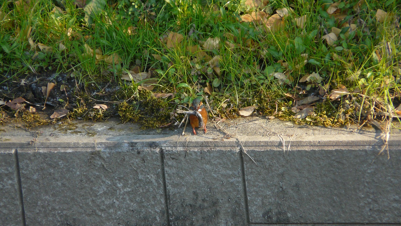 a0185081_15453195.jpg