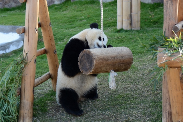 ２０１３年１１月　白浜パンダ見隊３　その３　ホッキョクグマの赤ちゃんミルクタイム_a0052986_13271115.jpg