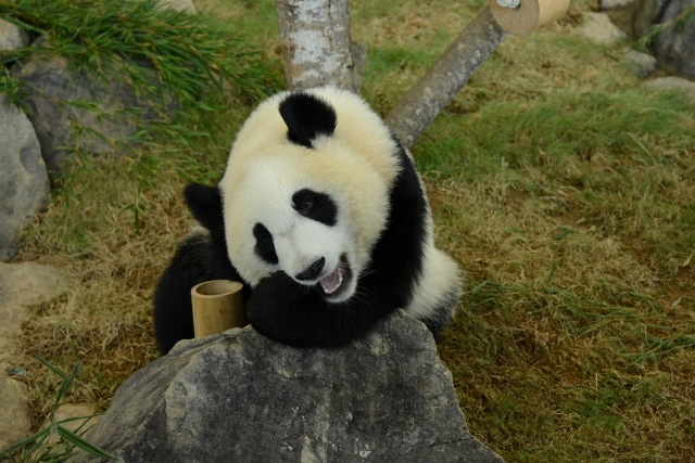 ２０１３年１１月　白浜パンダ見隊３　その３　ホッキョクグマの赤ちゃんミルクタイム_a0052986_13514154.jpg