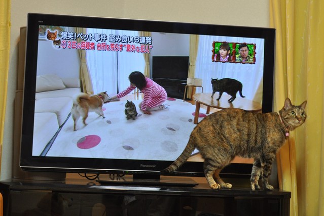 かぼす家2013年10大ニュース_a0126590_21511715.jpg