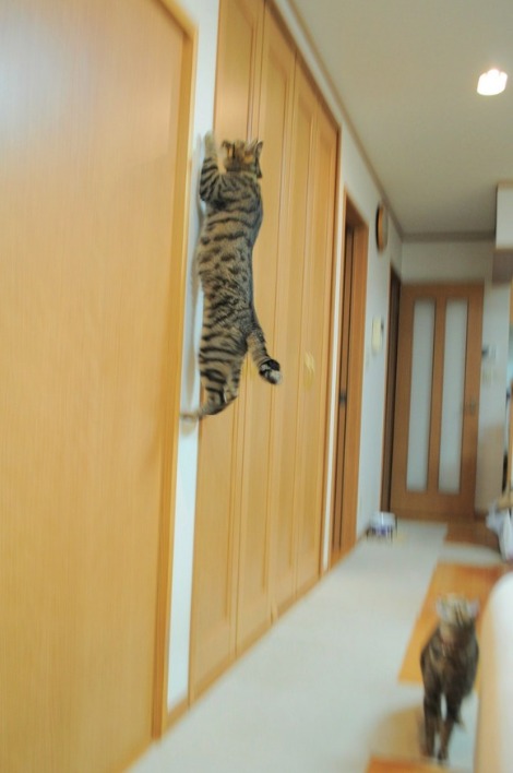 かぼす家2013年10大ニュース_a0126590_21585563.jpg