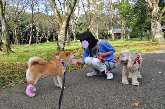 かぼす家2013年10大ニュース_a0126590_2225733.jpg
