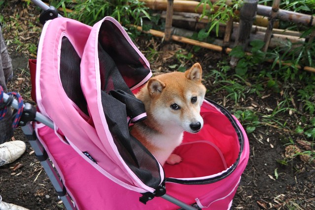 かぼす家2013年10大ニュース_a0126590_22372351.jpg