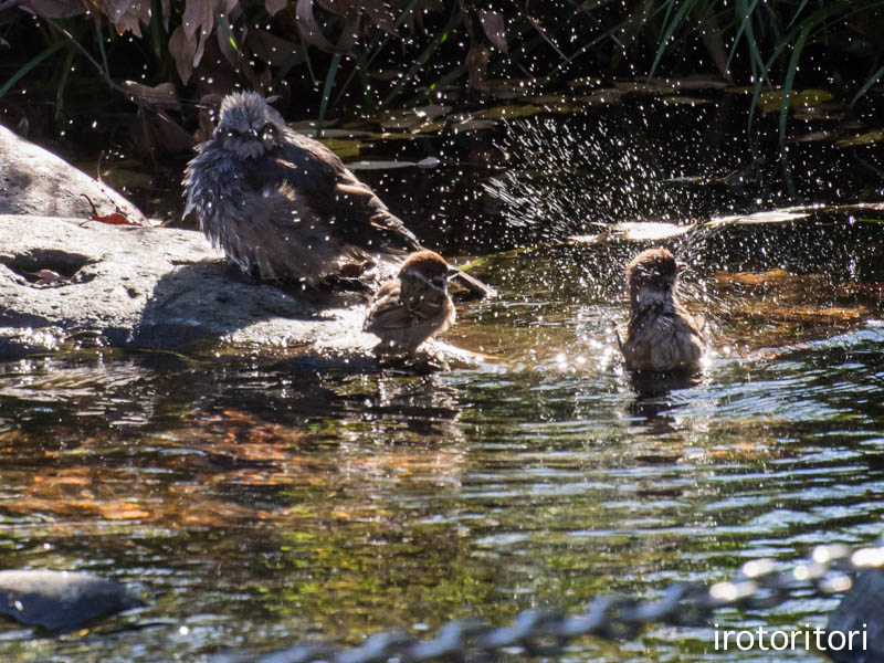 水浴び　　（ヒヨドリ　＆　スズメ）_d0146592_0103236.jpg