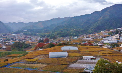 Japan wineries in Yamanashi_e0099614_031256.jpg