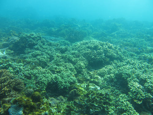 2014年1月1日(水・晴れ)甲浦_d0164831_136335.jpg