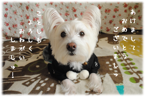 b0242873_2015371.png