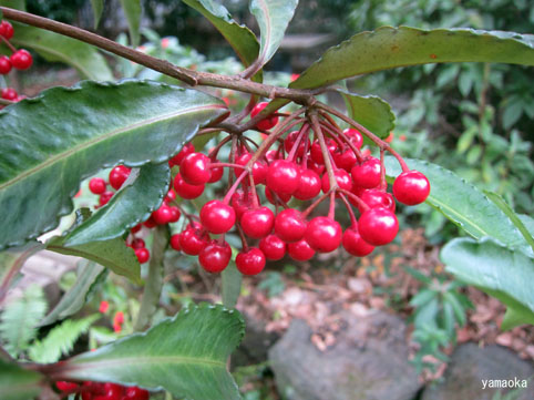 f0071480_8502144.jpg