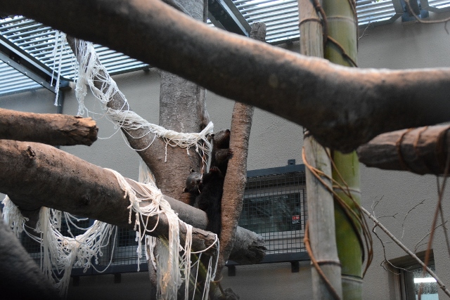 ２０１３年１２月　福岡市動物公園　その１ ビントロングの双子の赤ちゃん_a0052986_22465918.jpg