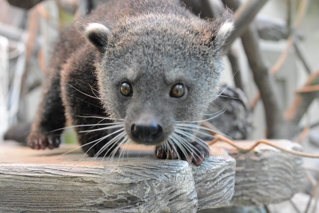 ２０１３年１２月　福岡市動物公園　その１ ビントロングの双子の赤ちゃん_a0052986_22593726.jpg