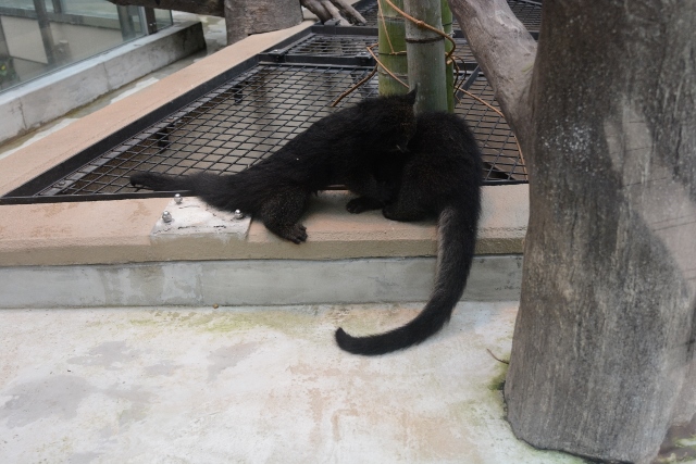 ２０１３年１２月　福岡市動物公園　その１ ビントロングの双子の赤ちゃん_a0052986_235239.jpg