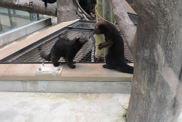 ２０１３年１２月　福岡市動物公園　その１ ビントロングの双子の赤ちゃん_a0052986_2355670.jpg