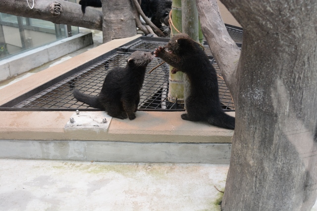 ２０１３年１２月　福岡市動物公園　その１ ビントロングの双子の赤ちゃん_a0052986_2361754.jpg