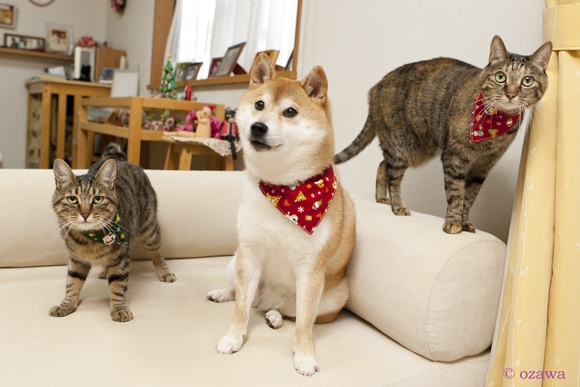 かぼす家2013年10大ニュース_a0126590_0181919.jpg