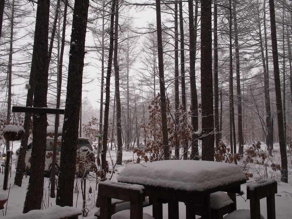 雪降る2014年元旦の風景と初エゾリス君です。_f0276498_2119092.jpg