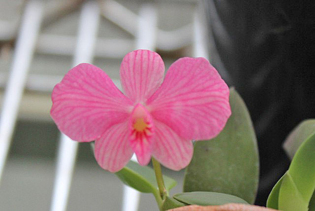 Opa~!:C.wittigiana(ウイッチジアナ)_d0007501_8344046.jpg