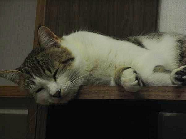 a0318802_23172497.jpg