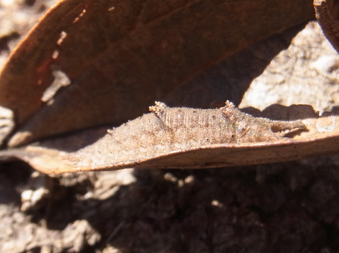 埼玉中部　　              ゴマダラチョウ幼虫2013/12/30_d0251807_695330.jpg