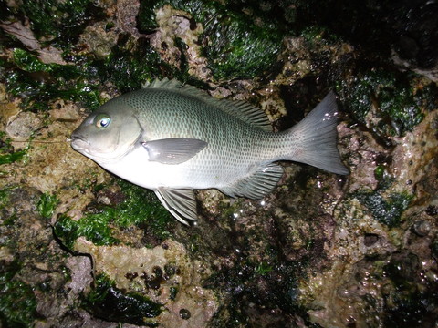 a0279321_1550411.jpg