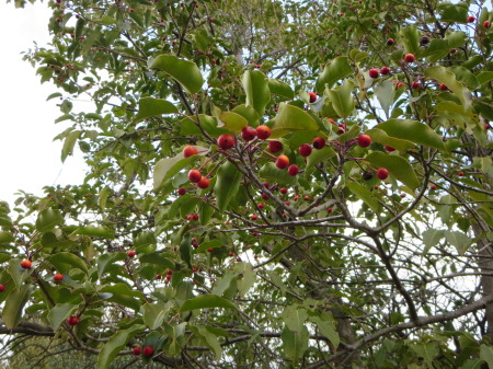 a0048823_15402077.jpg