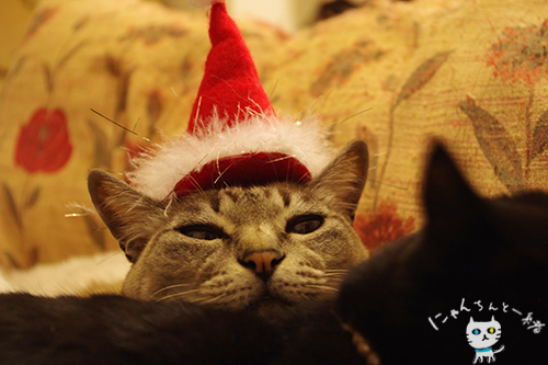 クリスマスだニャン_e0031853_16581298.jpg