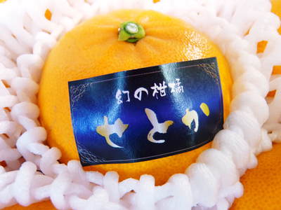 究極の柑橘「せとか」　2014年2月！いよいよ悲願のネット独占販売です!!_a0254656_17512484.jpg