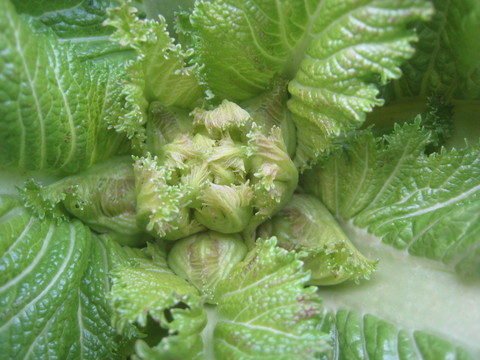 e0121558_22414397.jpg