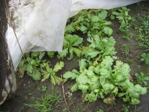 e0121558_22415983.jpg