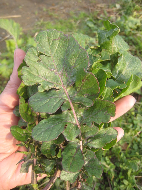 e0121558_22425332.jpg