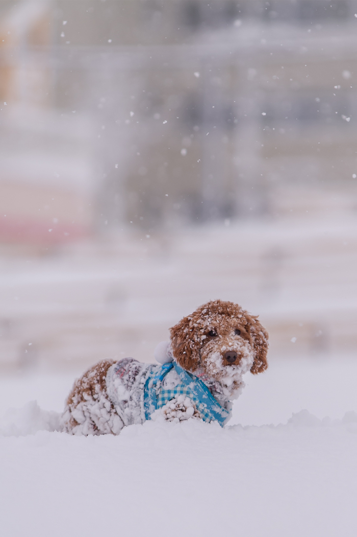 雪中わんこ_f0021369_13412548.jpg