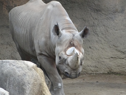 天王寺動物園 スマトラサイの剥製展示 ２０１４ １ ２ クロサイ ブログ フウカの種