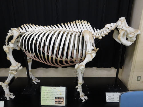 天王寺動物園 スマトラサイの剥製展示 ２０１４ １ ２ クロサイ ブログ フウカの種