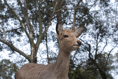 奈良公園散策_e0195193_2148813.jpg