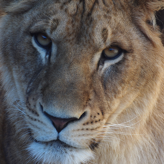 初撮りはかみね動物園_b0016600_6562552.jpg