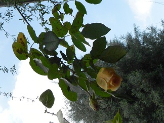 c0152002_10165392.jpg
