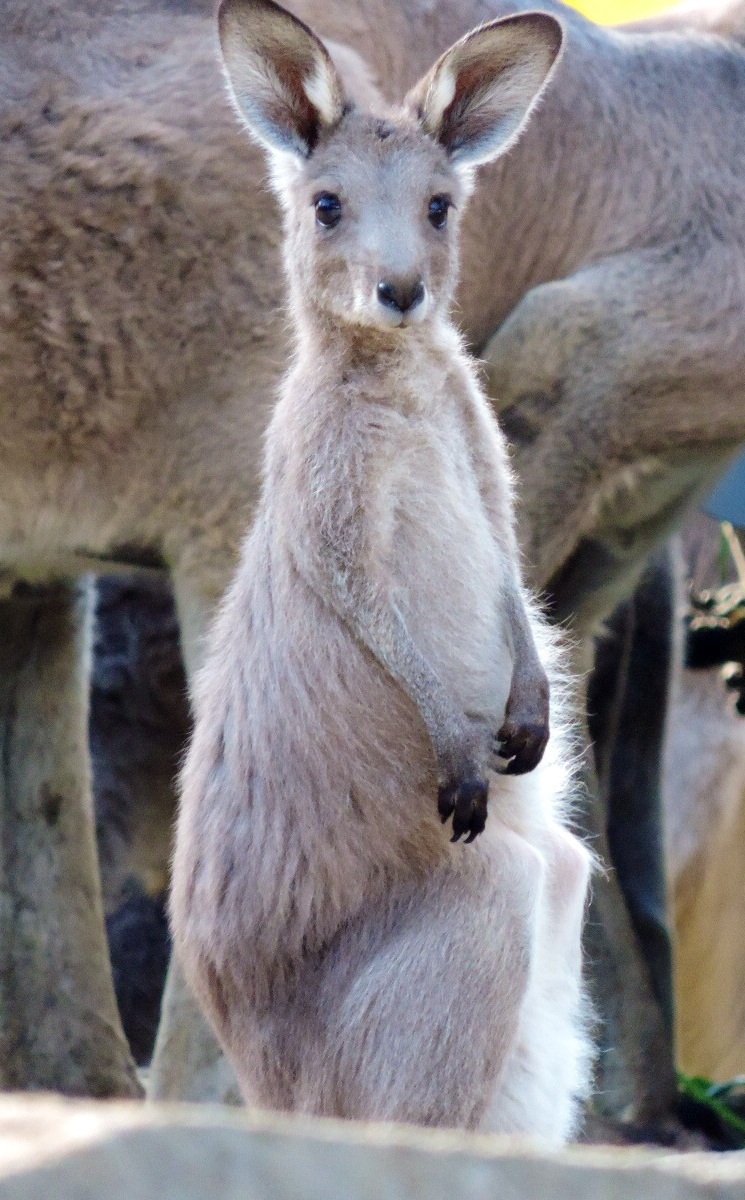 子ガルー ｜ オオカンガルー 金沢動物園_e0319302_21214870.jpg