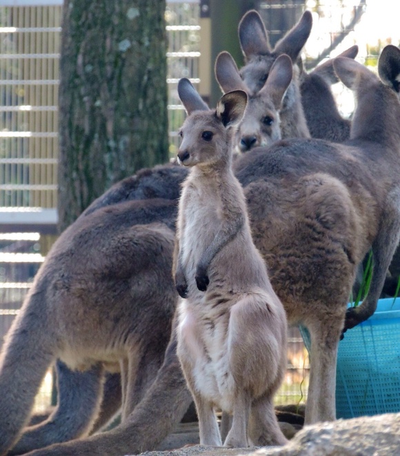 子ガルー ｜ オオカンガルー 金沢動物園_e0319302_21235783.jpg